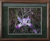 Lovely Wild Iris